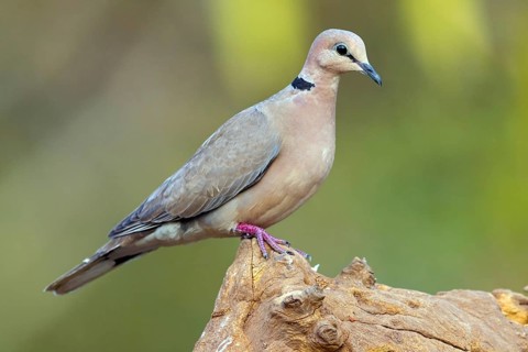 Red-crested Pigeon, (Streptopelia vinacea), Red-winged Turtle Dove, Morgan Kunda lodge / road to