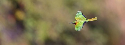 Red-throated Bee-eater, (Merops bulocki), flight photo, Bansang quarry, Bansang, South Bank,