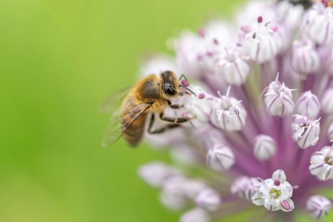 Bee (Apis mellifera) searching for pollen on a pink flower. Bas rhin, Alsace, grand est, France,