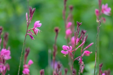 Gaura lindheimeri, North Rhine-Westphalia, Germany, Europe