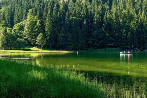 Spitzingsee, mountain lake with pond horsetail, water horsetail (Equisetum fluviatile), couple on