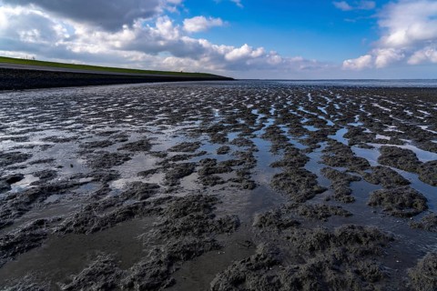 The Wadden Sea, East Frisia, between Bensersiel and Neuharlingersiel, at low tide, seabed