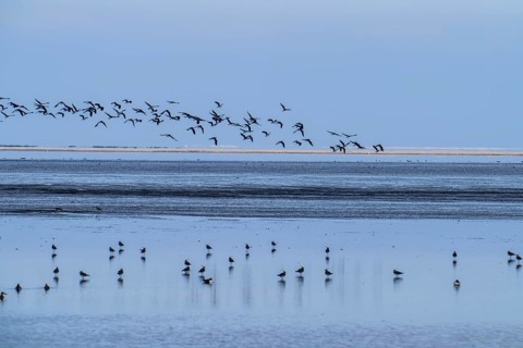 The Wadden Sea, East Frisia, between Bensersiel and Neuharlingersiel, Birds, Lower Saxony, Stairs,