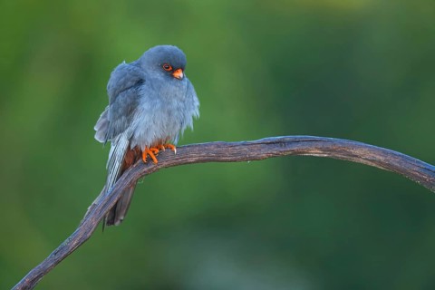 Red-footed Falcon, (Falco vespertinu), perching station, falcon family, Tower Hide, Tiszaalpár,