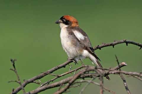 Woodchat shrike (Lanius senator), male, Black Sea coast, island of Lesbos, Greece, Europe