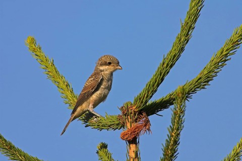 Red-backed shrike, red-backed shrike, spiny-backed shrike, family of shrikes, (Lanius collurio),