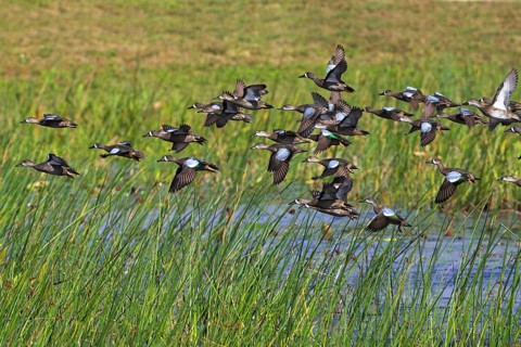 Blue-winged teal (Anas discors), group, flock, flock of birds, aerial view, flying, Viera Wetlands,