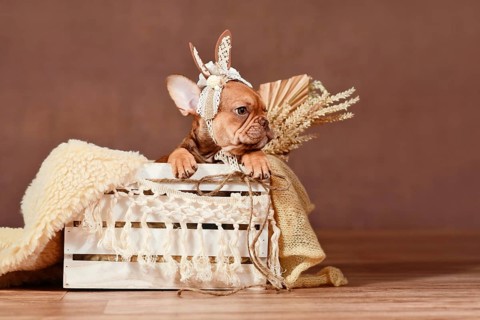 Mocca French Bulldog dog puppy with lace bunny ears in box in front of brown background