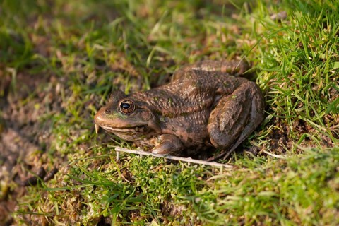 Marsh frog (Pelophylax ridibundus) adult resting on grass, England, United Kingdom, Europe