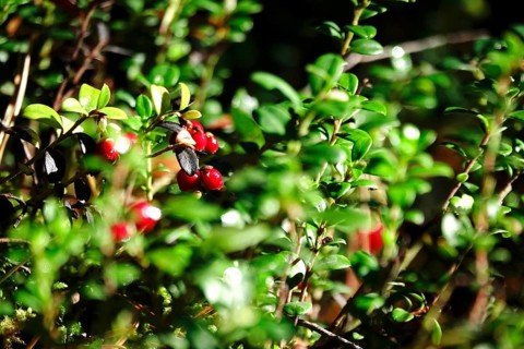 Cranberries, October, Lusatia, Saxony, Germany, Europe