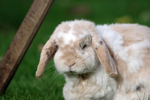 Ram rabbit (Oryctolagus cuniculus), rabbit, breed, portrait, floppy ears, A male ram rabbit sits in