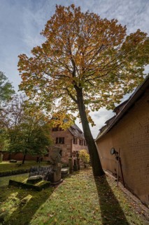 Cemetery with autumn tree at St. Nicholas and St. Ulrich Church, Kirchenberg 15,