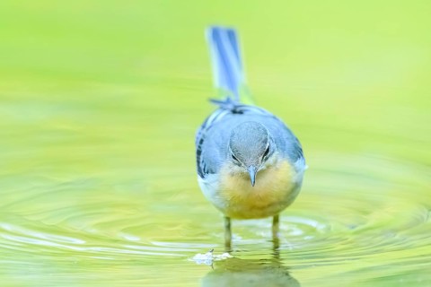 Grey wagtail (Motacilla cinerea) at the shore of a lake with autumncolours, wildife, Catalonia,