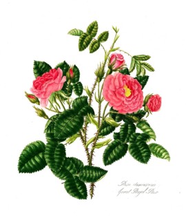 Rosa damscene, Great Royal Rose, Rose, Historic rose, Rose breeding, Illustration from 1799,