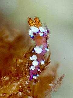Nudibranch with distinct white dots and purple details, White-tipped Coryphellina, Flabellina