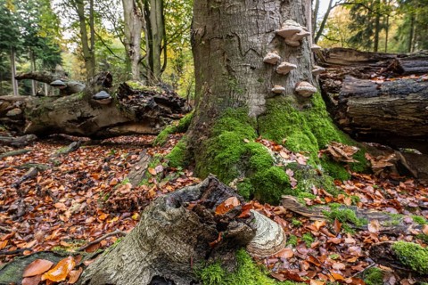 Tinder fungus (Fomes fomentarius) on beech deadwood, Emsland, Lower Saxony, Germany, Europe