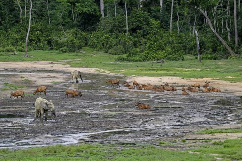 Forest elephants (Loxodonta cyclotis) and bongo antelopes (Tragelaphus eurycerus) in the Dzanga Bai