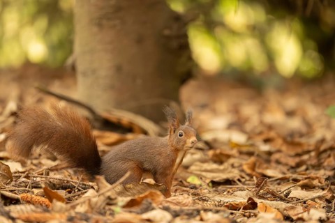 Eurasian squirrel (Sciurus vulgaris), standing on brown soil, brown leaves everywhere, curious and