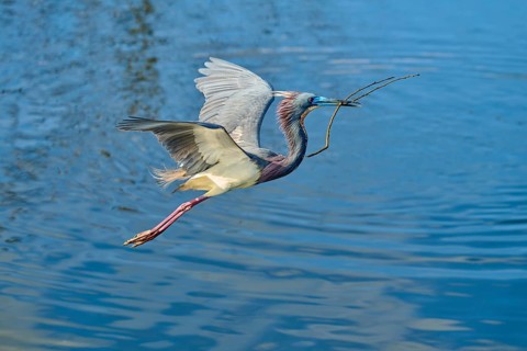 Tricolored Heron (Egretta tricolor), fly, with a branch, spring, Wakodahatchee Wetlands, Delray