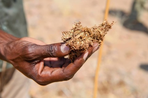 Ranger showing tourists rhino faeces, Huab Conservancy, near Khorixas, Kunene Region, Namibia,
