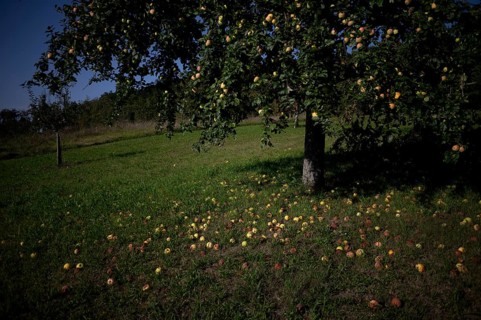 Fallen fruit, apple tree, yellow apples, meadow orchard, Waiblingen, Baden-Württemberg, Germany,