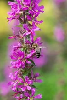 A honey bee (Apis mellifera) sits on a pink flower, purple loosestrife (Lythrum salicaria) and