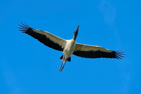 Wood Stork (Mycteria americana), with outstretched wings flying through a clear blue sky,