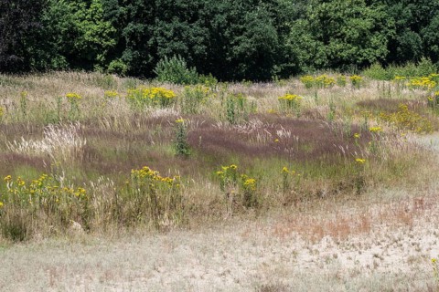 Extensive meadow with St James' ragwort (Senecio jacobaea) and flowering grasses, Emsland, Lower