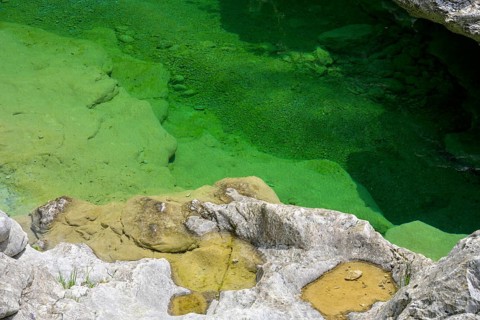 Emerald green river Pozze Smeraldine, Tramonti di Sopra, Province of Pordenone, Italy, Europe