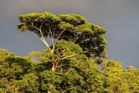 Treetops in the evening light against a dark sky, dense vegetation in the tropical rainforest,