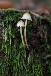 Helminths (Mycena), Emsland, Lower Saxony, Germany, Europe