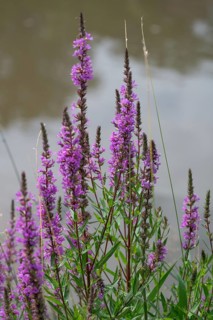 Purple loosestrife (Lythrum salicaria), Bavaria, Germany, Europe