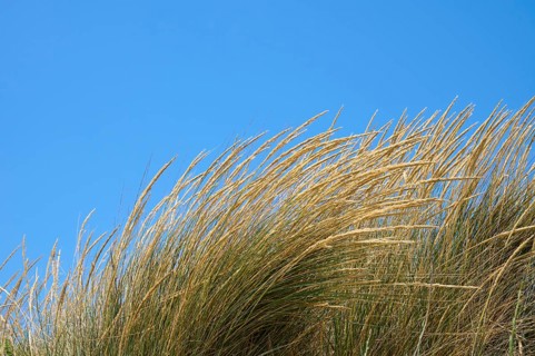 Tall yellow grasses bend in the wind against a clear blue sky, summer, Saintes-Maries-de-la-Mer,