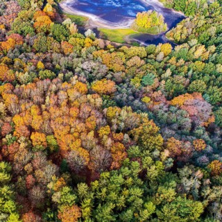 Mixed forest in autumn, colouring, aerial view, forest, autumnal, Ahlhorn fish ponds,