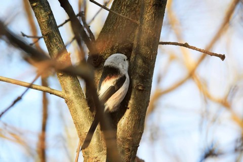 Long-tailed Tit (Aegithalos caudatus), winter time, Germany, Europe