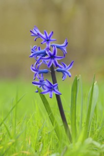 Blue garden hyacinth (Hyacinthus), flowering in a meadow, inflorescence, Siegerland, North