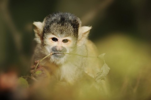 Black-capped squirrel monkey (Saimiri boliviensis), captive, occurring in South America