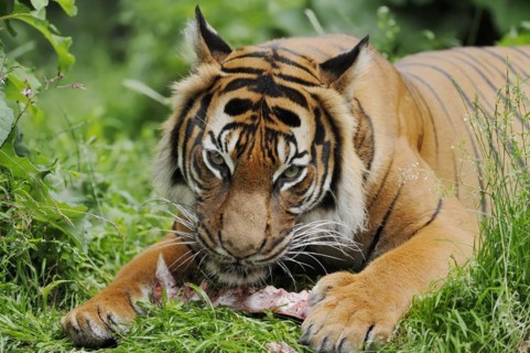 Sumatran tiger (Panthera tigris sumatrae), feeding, captive, occurring on Sumatra, Indonesia, Asia
