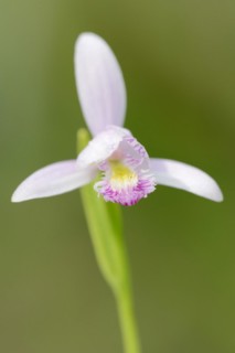 Bog or bog orchid (Pogonia ophioglossoides), flower, native to North America