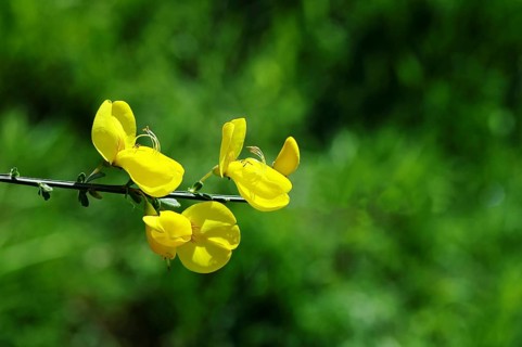 Flower of broom, common broom (Cytisus scoparius), yellow flowers, Wilnsdorf, North