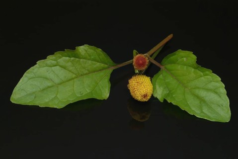 Food, Lettuce, Medicinal plant, Paracress, Jambu, Acmella oleracea