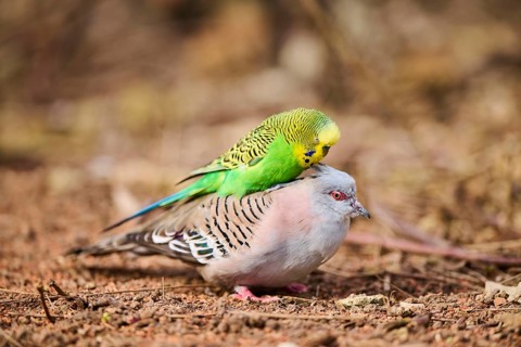 Animal Friendship of a Crested pigeon (Ocyphaps lophotes) cuddeling a Budgerigar (Melopsittacus
