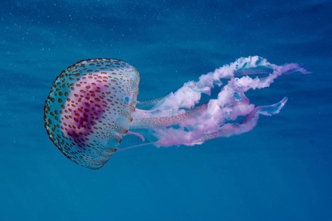 Underwater photo of a transparent mauve stinger (Pelagia noctiluca) with long tentacles in deep
