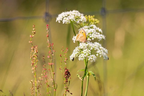 Meadow brown butterfly (Maniola jurtina) sitting on flower foraging for nectar on a meadow