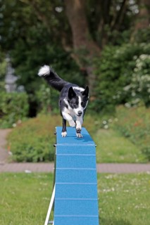 Border Collie, Agalität