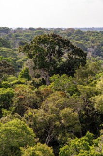 Rainforest treetops, Amazon Museum MUSA, Cidade de Deus, Manaus, Brazil, South America