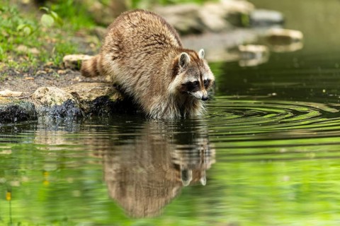 A raccoon stands at the edge of a pond, looks into the water and is surrounded by green nature,