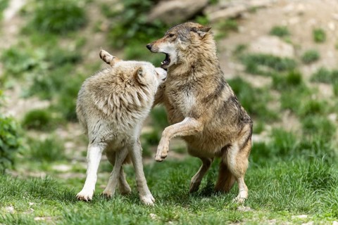 Two wolves communicate in a green, natural environment, possibly playing, Timberwolf, American wolf