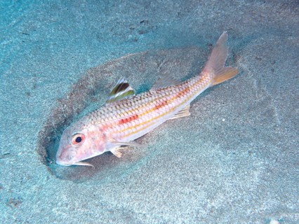 A striped red mullet (Mullus surmuletus) searches the sandy bottom with its barbels for food. Dive