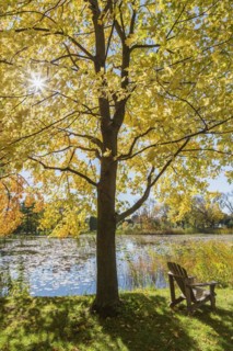 Wooden adirondack chair on green grass lawn beneath Acer, Maple tree next to pond with Nymphaea,